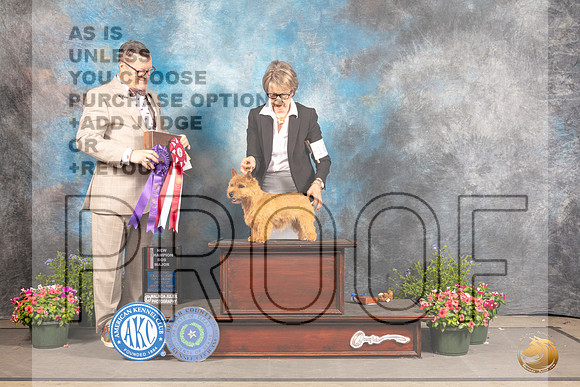 Norwich Terrier #10 Fri BOS  Judge Darryl Vice_MJ_0059_SA_2022_HR3