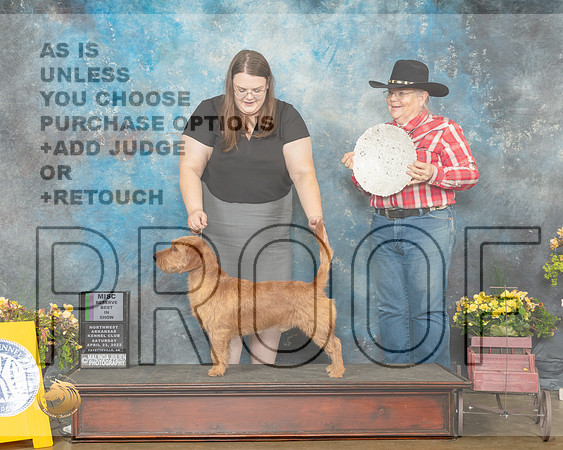 Bassett Fauve de Bretagne #5 Sat MRBIS Judge Carol Jean Nelson-MMJ_0588-NWARK2022-HR3