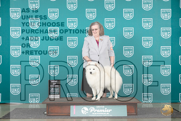 American Eskimo #925 Sat BOW Judge Deb Allen__JP_2035_Premier_2024_HR3