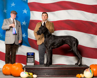 Great Danes #14 Sun BOW Bouget Luke Dana Joan Olson Judge Mr Ralph J Ambrosio