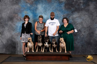 American Bully Family Photo Sun
