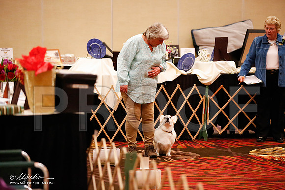 _JJ_7425-HstnCorgiFeb2015-HR3