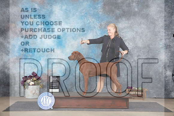 Redbone Coonhound #6 Sat OHBOBBOW Judge Sulie Greendale-Paveza__JP_7286_Belton_2024_HR3
