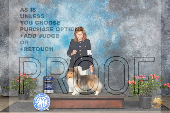 Shetland Sheepdog #10 Sun BOW Judge Wendy G Willhauck__JP_6030_San Antonio_2024_HR3