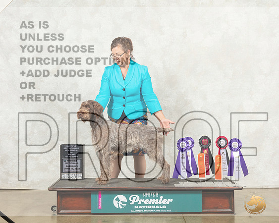 Wirehaired Pointing Griffon #271 Sun BOB__MJ_9172_Premier_2022_HR3