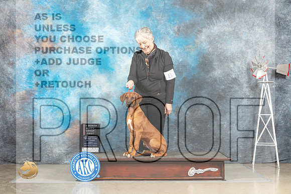 Rhodesian Ridgeback #8 Fri 4to6G1 Judge Alfred Ferrucciaro_MJ_4023_Amarillo_2022_HR3