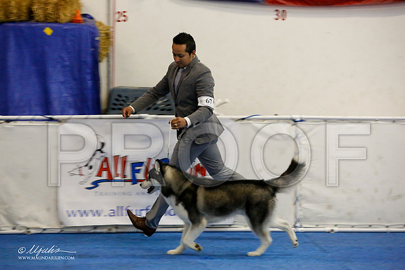 _M3_9655-AddisonHuskyMar2015-HR3