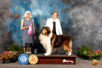 Collie Rought #9 Sat OHG1 Judge Jan Paulk