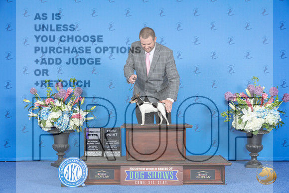 Toy Fox Terrier #12 SAT WB Judge Sandra Lex__JP_9685_Houston_2024_HR3