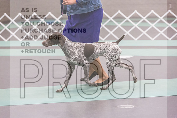 German Shorthaired Pointer Rings Fri Ring 1_JJL_5409_UKCLNGVIEWOCT2024_2024_HR3