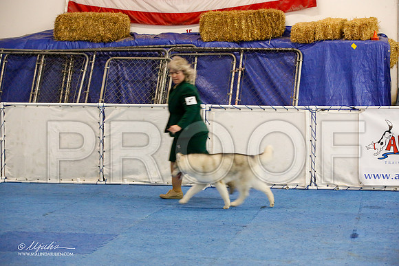 _M3_8147-AddisonHuskyMar2015-HR3