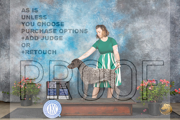 German Shorthaired Pointer #11 Sun BOSOHBOBM Judge Elizabeth ‘Beth’ Sweigart__JP_5805_San Antonio_2024_HR3