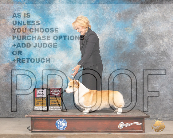 Pembroke Welsh Corgi #5 Sun BOSOHBOB Judge Del RichardsMMJ_5015_Mdlnd2022_HR3