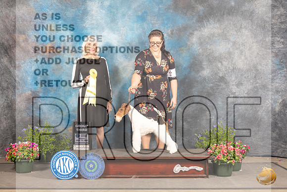 Wirehaired Fox Terrier #7 Fri G3 Judge Jan Paulk_MJ_0030_SA_2022_HR3