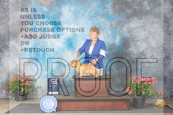 Norfolk Terrier #6 Fri WB Judge Elizabeth ‘Beth’ Sweigart__JP_4023_San Antonio_2024_HR3