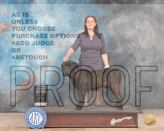Bullmastiff #9 Sat RWD Judge Thomson Stanfield Jr-MMJ_4839-Abilene2022-HR3