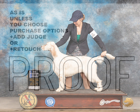 English Setter ? Fri BOW Judge Judy BrownMMJ_3245_Mdlnd2022_HR3