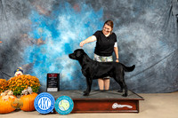 Labrador Retriever #9 Sun BOWWD Judge Steve Keating