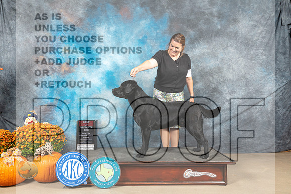 Labrador Retriever #9 Sun BOWWD Judge Steve Keating_MJ_6442_Belton_2022_HR3