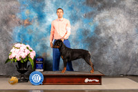 Rottweiler #6 SAT BOW Judge Ken Murray
