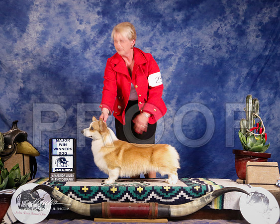 CorgPW-1715-GRJan14-HR