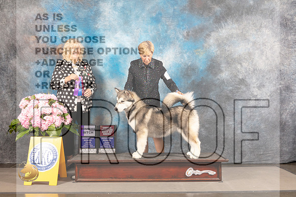 Alaskan Malamute #6 THUR WB Judge Karen McFarlane_MJ_4301_Houston_2022_HR3