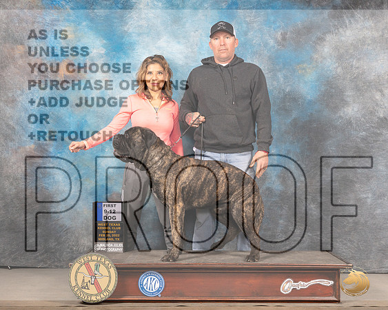 Bullmastiff #17 Sun 6to91st Judge James FehringMMJ_4927_Mdlnd2022_HR3