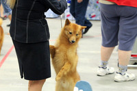 Finnish Spitz Sat Abilene May 2012