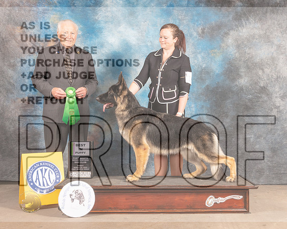 German Shepherd Dog #16 Fri BPup Judge Carmen Battaglia-MMJ_7884-FW2022-HR3