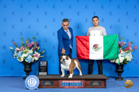 Bulldog #23 SUN BOW M Judge Douglas Johnson