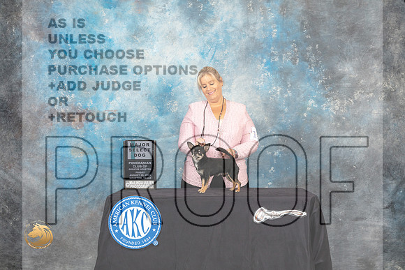 Chihuahua Smooth Coat #15 Fri1SD Judge Carol Pyrkosz_MJ_9776_HstnTOY_2022_HR3