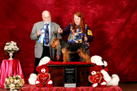 Welsh Terrier Sun S2 G1 Rebeeka Stohl Judge Paul Bruneau