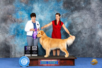 Golden Retriever #43 WED WDM NC Judge Ann Yuhasz