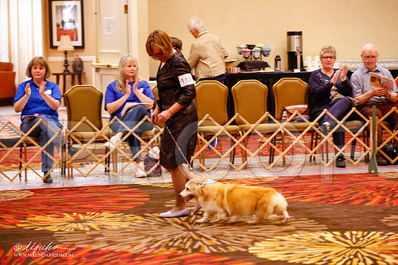 _JJ_9083-HstnCorgiFeb2015-HR3