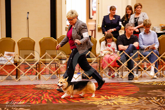 _JJ_8770-HstnCorgiFeb2015-HR3