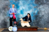 Cocker Spaniel #7 Fri G2 Judge Rick Gschwender