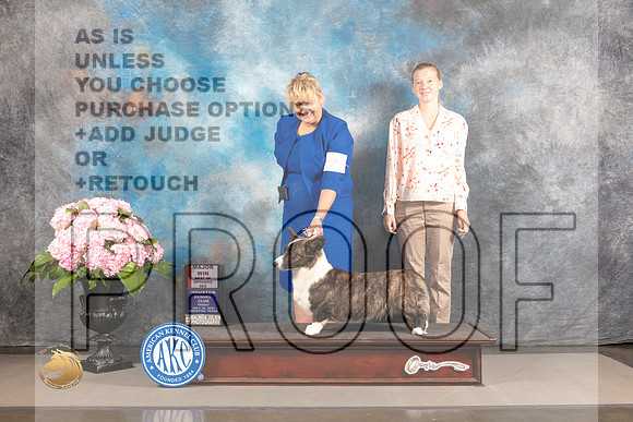 Cardigan Welsh Corgi #6 FRI BOS Major Judge?_MJ_4783_Houston_2022_HR3