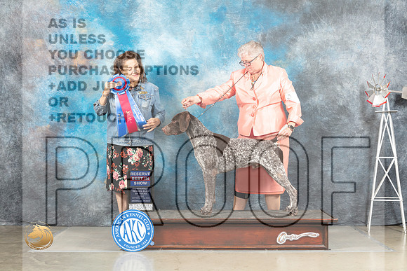 German Shorthaired Pointer #5 Fri RBIS Judge Joan Liebes_MJ_4220_Amarillo_2022_HR3