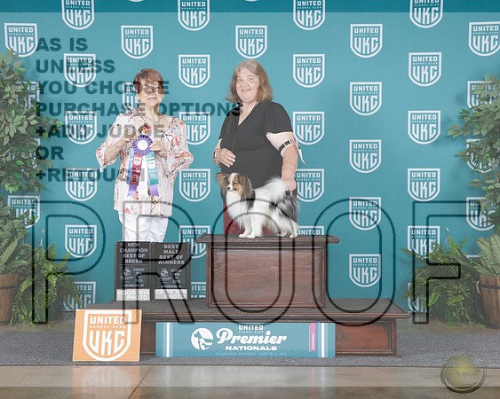 Papillon #582 BOW BOB NCH Judge Marian CampbellPapillon #582 BOW BOB NCH Judge Marian Campbell_WP_8159e-UKC Premier 2025-HR3