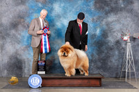 Chow #5 Sat BIS Judge Jon Cole