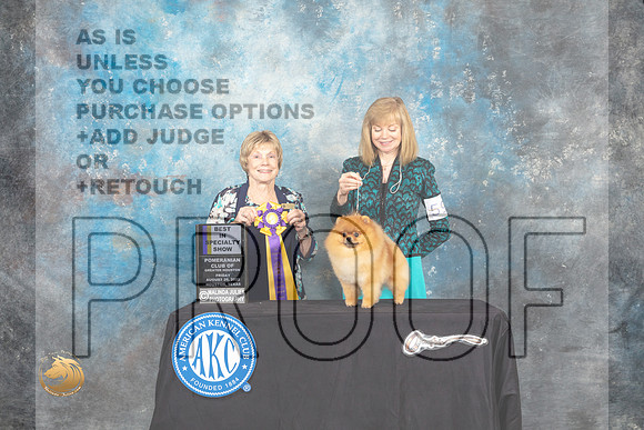 Pomeranian #59 Fri2 BISS Judge Sharon Masnick_MJ_9755_HstnTOY_2022_HR3