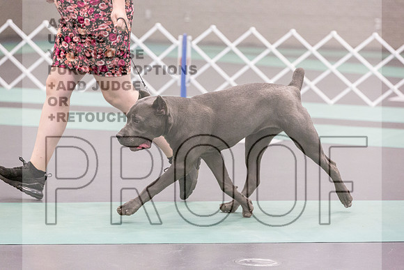 Cane Corso Ring Fri Ring 1_JJL_4964_UKCLNGVIEWOCT2024_2024_HR3
