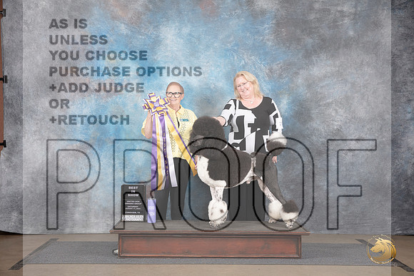 Poodle Standard MC #212 Sat BIS Judge Brenda Landers__JP_2573_LongviewTX_2024_HR3