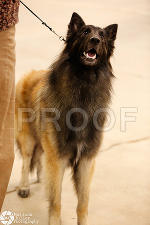 HERDING-9935-Waco14-HR