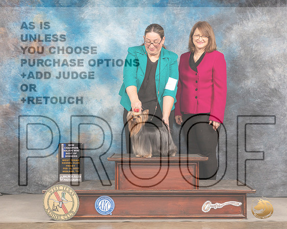 Yorkshire Terrier #23 Fri BOW Judge Brad JenkinsMMJ_2997_Mdlnd2022_HR3