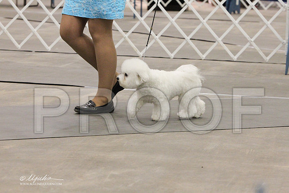 Bichon-0766LR