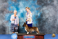 Cardigan Welsh Corgi #17 WED BOSSw Judge Deborah Verdon