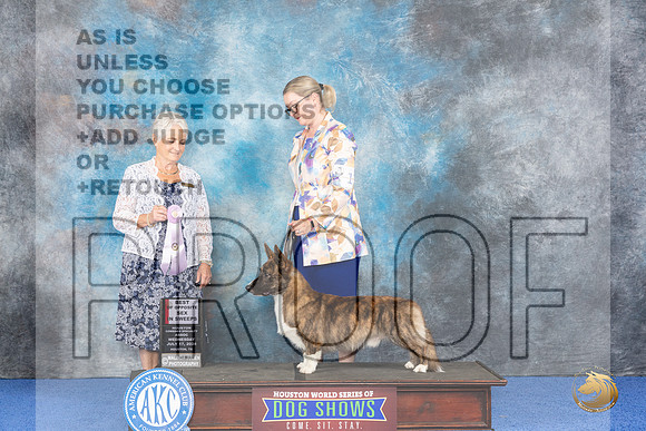 Cardigan Welsh Corgi #17 WED BOSSw Judge Deborah Verdon__JP_6717_Houston_2024_HR3