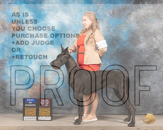 Great Dane #10 Sat BOWWBOHBOB Judge Gena Young rMMJ_4485_Mdlnd2022_HR3