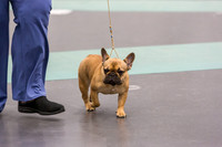 French Bulldogs Sat Rings